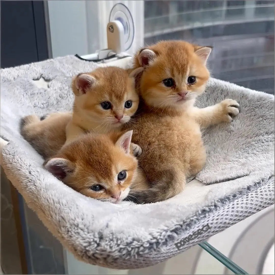 Folding Cat Hammock for Window - Cordless, Machine Washable Bed, Robust Metal Frame, Strong Suction Cups,Cat Window Perch for Cats and Small Dogs